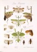 Las Mantis