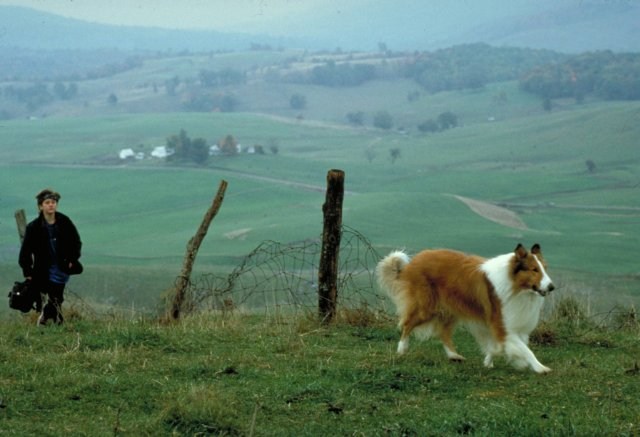 Foto de LASSIE