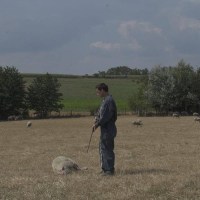 Le sevrage des agneaux