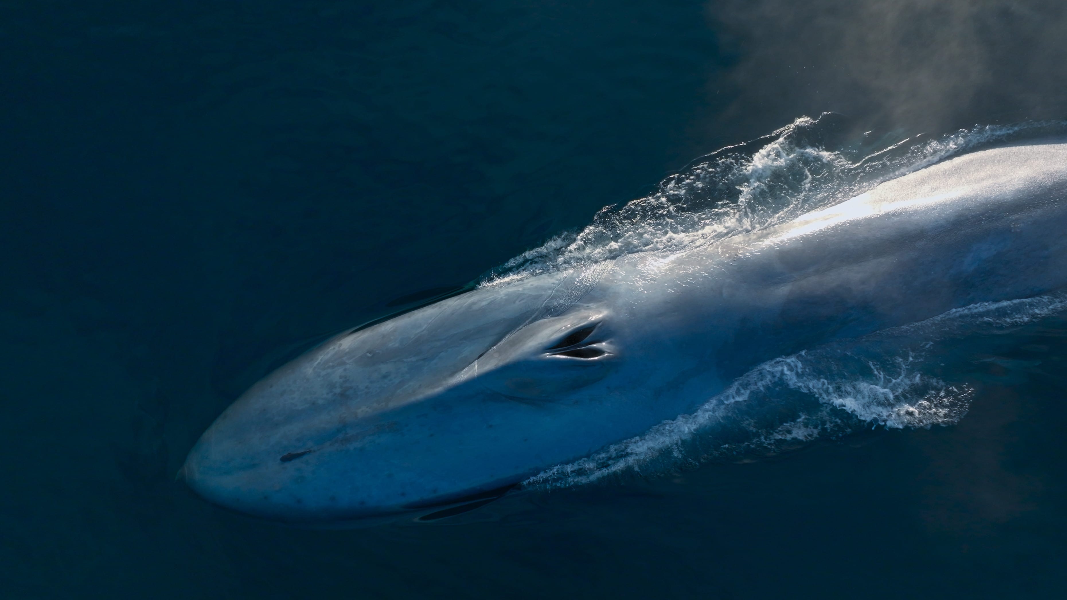 Foto de WHALE NATION