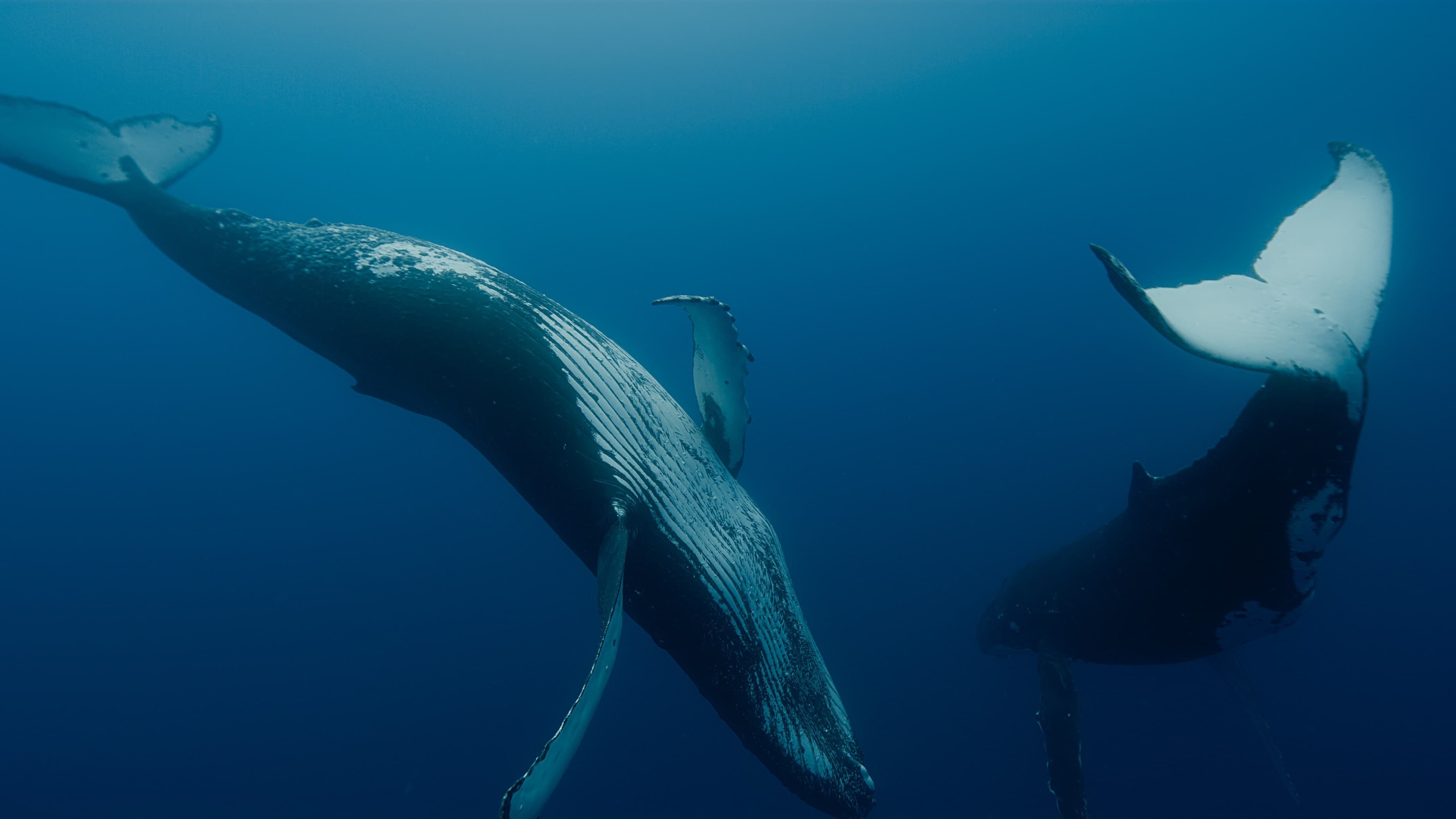 Foto de WHALE NATION