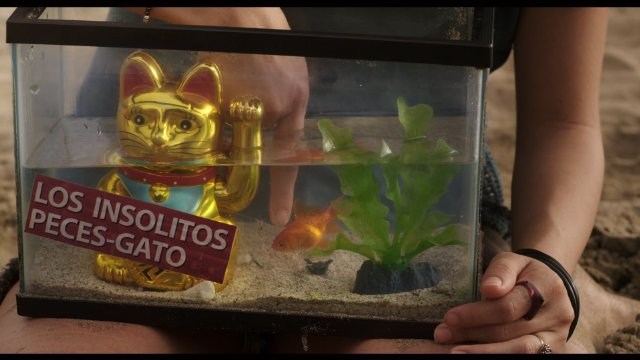Foto de LOS INSÓLITOS PECES GATO