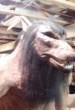 Lycan Plague