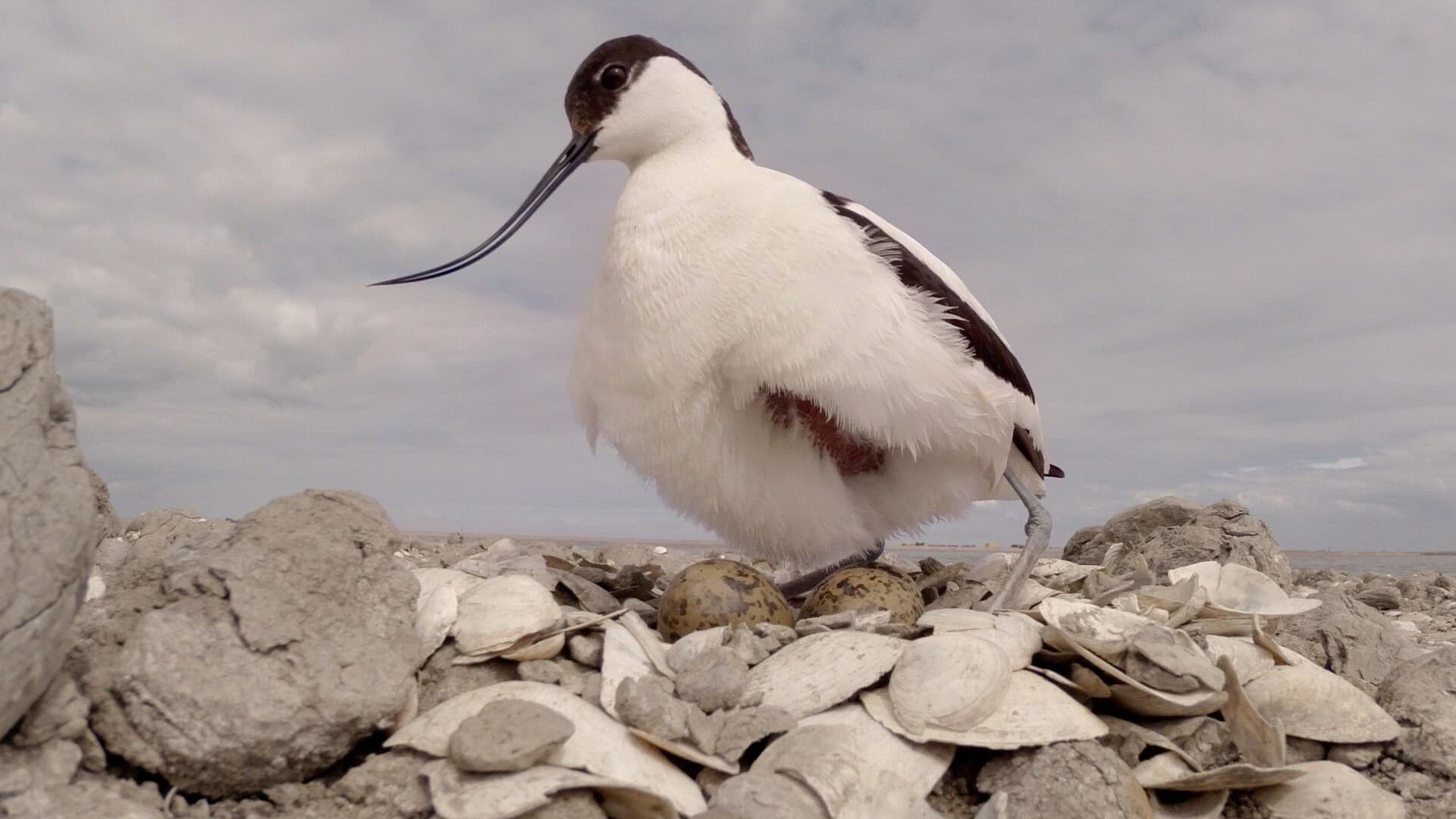 Foto de MARKER WADDEN
