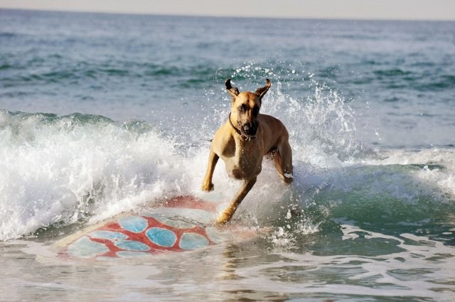 Foto de MARMADUKE