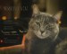 Memoirs of a Cat