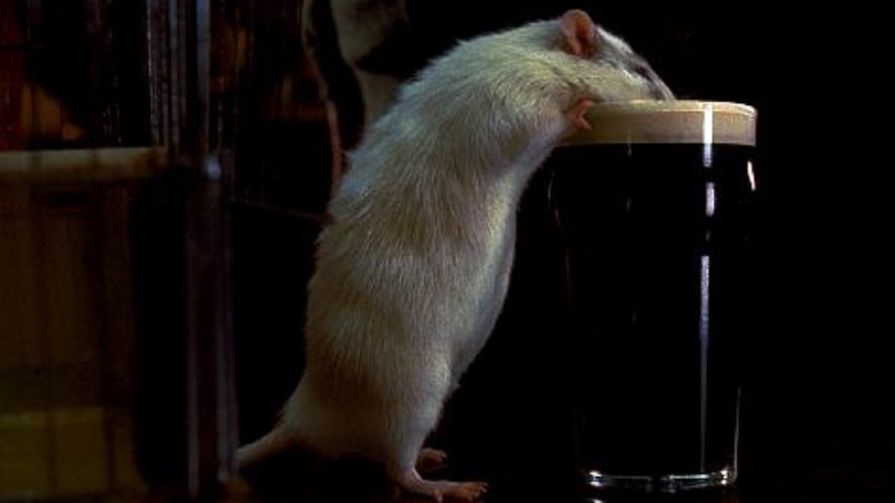 Foto de MI VIDA COMO UNA RATA