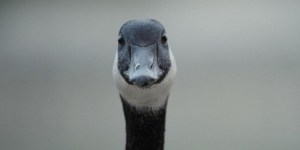 Modern Goose