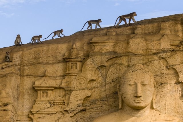 Foto de MONKEY KINGDOM