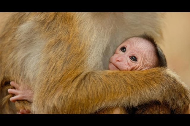 Foto de MONKEY KINGDOM