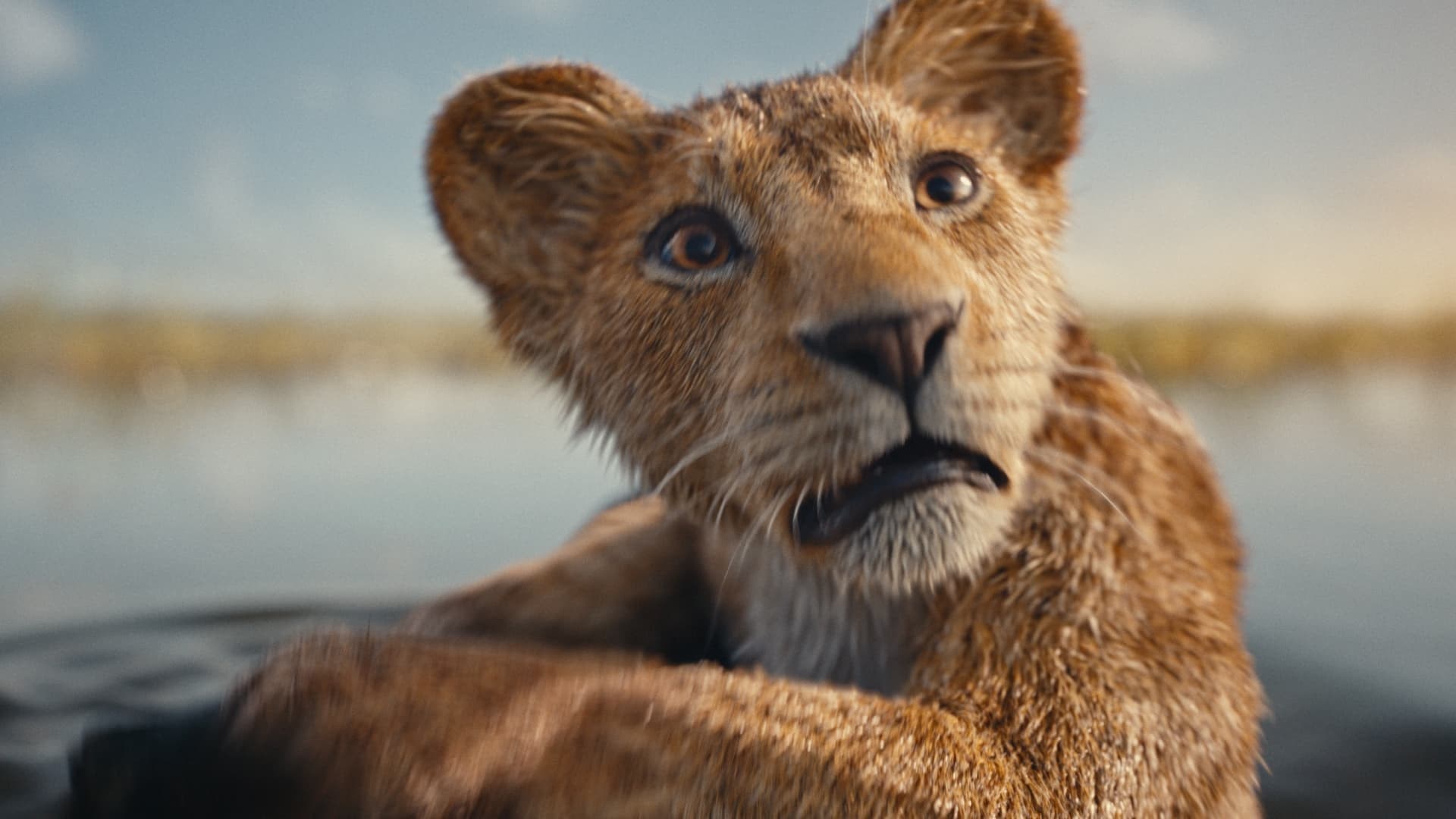 Foto de MUFASA: EL REY LEÓN
