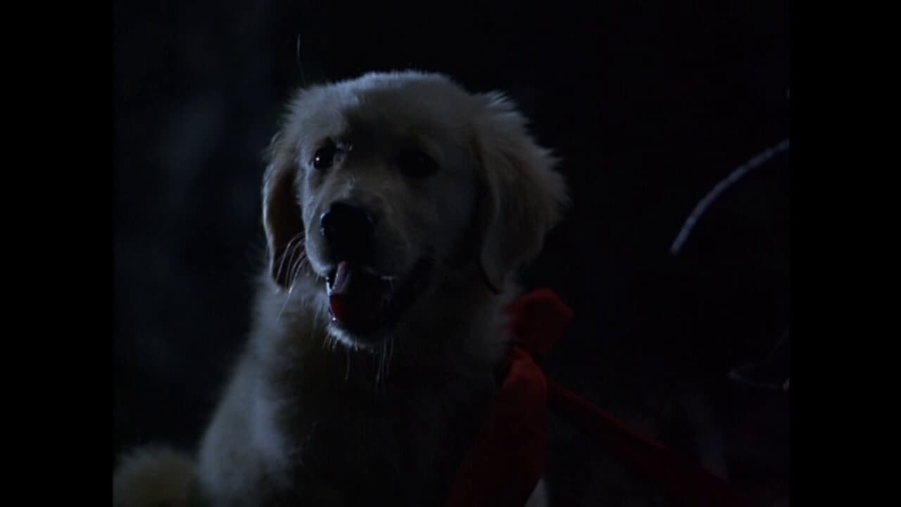 Foto de NAPOLEÓN, EL PERRITO AVENTURERO