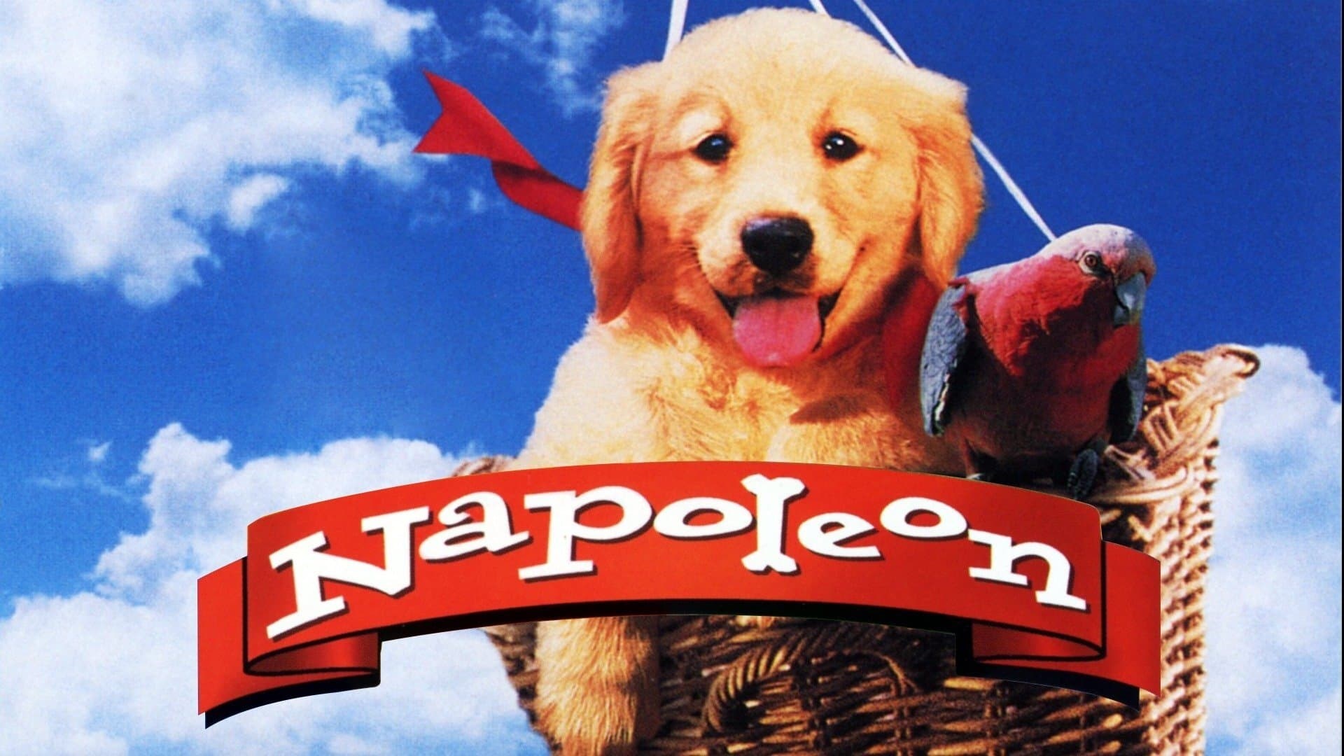 Foto de NAPOLEÓN, EL PERRITO AVENTURERO