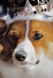 Netflix - The Crown: Kneel Before Your Queen