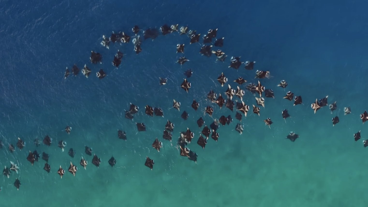 Foto de OCEAN WITH DAVID ATTENBOROUGH