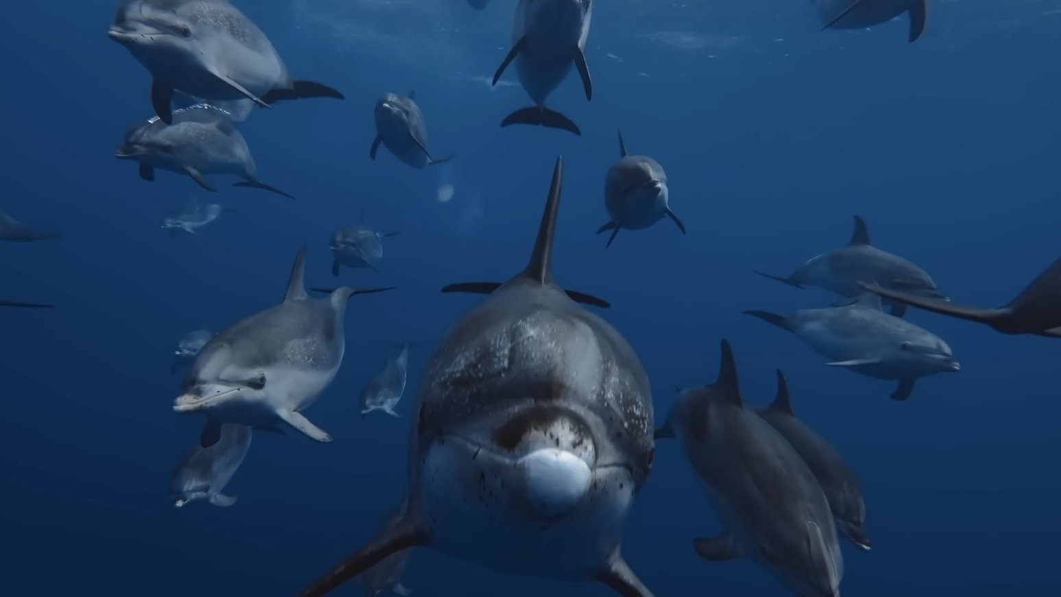 Foto de OCEAN WITH DAVID ATTENBOROUGH