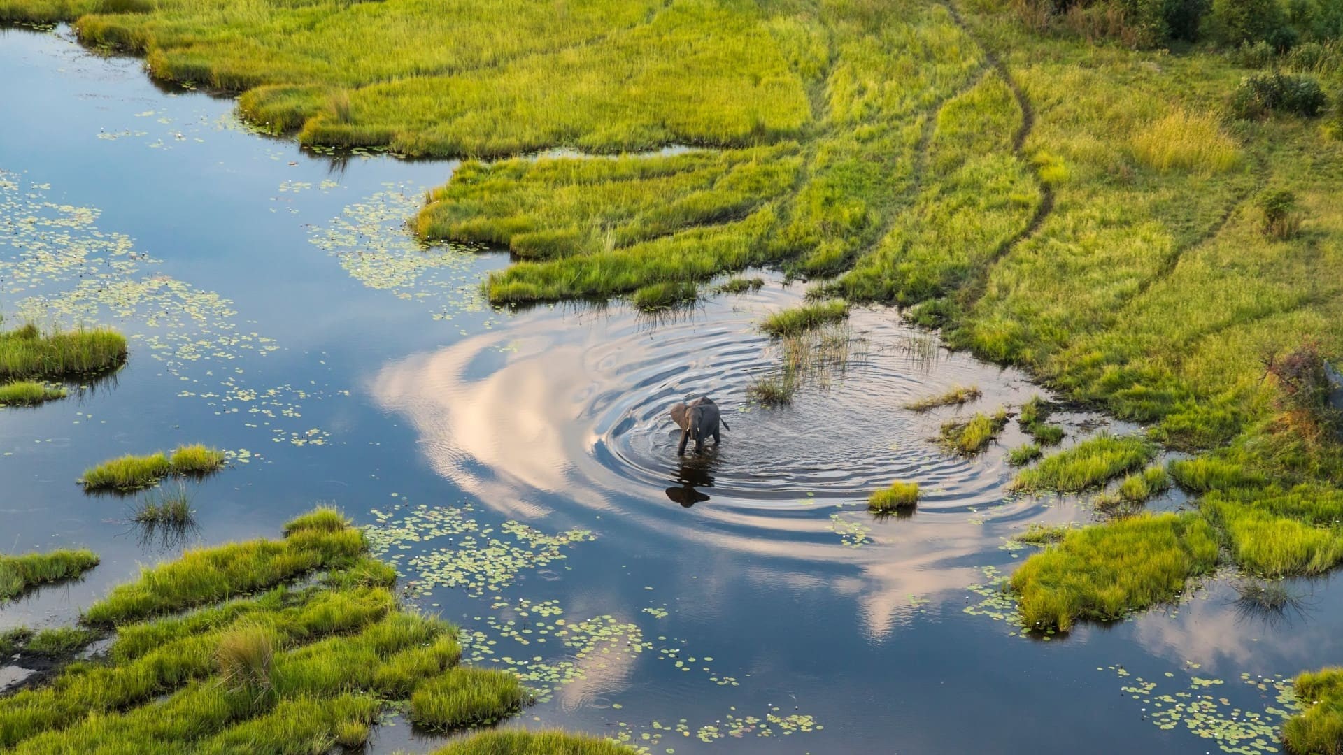 Foto de OKAVANGO: A FLOOD OF LIFE