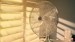 Oscillating Fan for Your Home