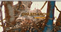Owlets Grow