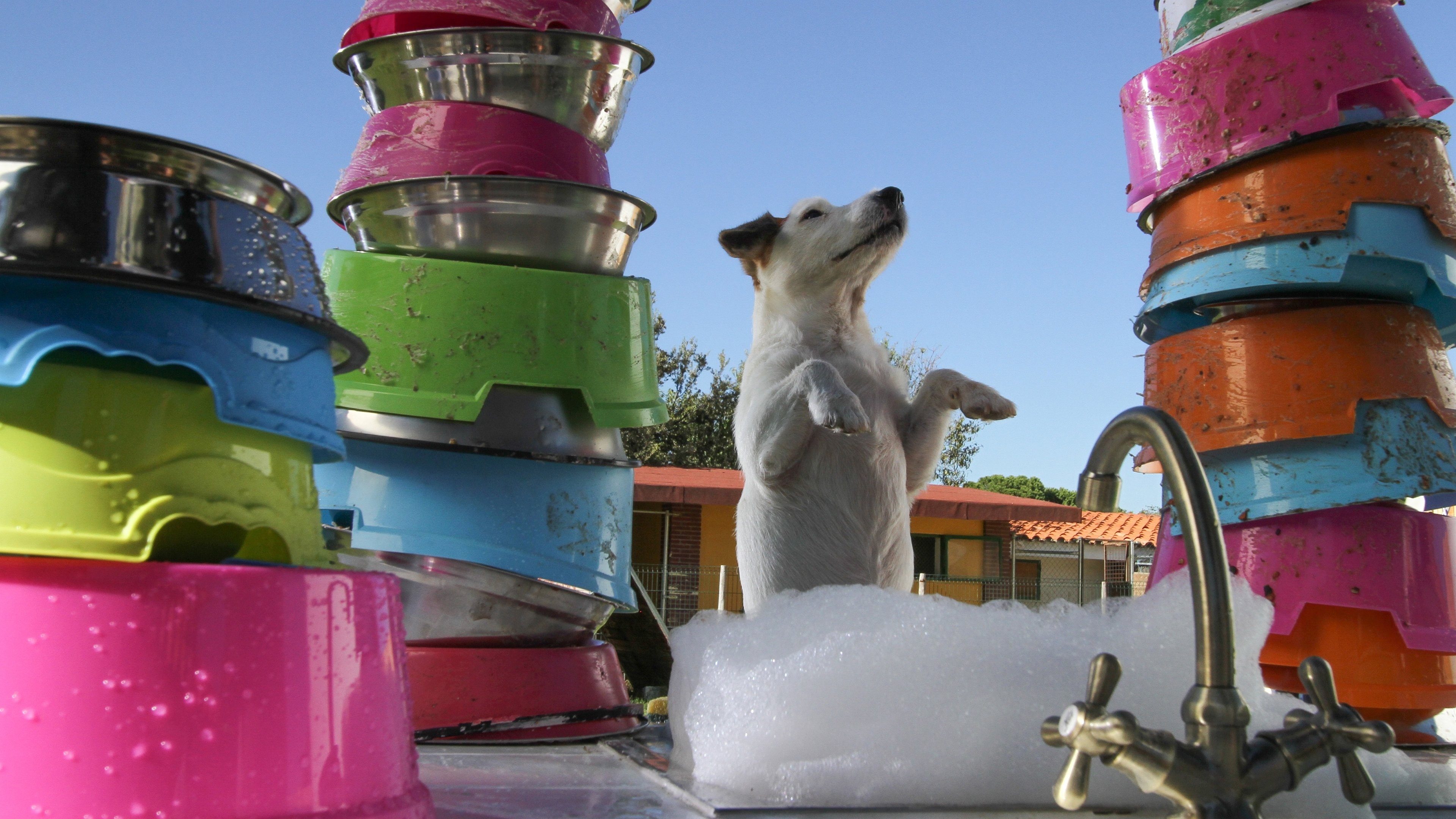 Foto de PANCHO, EL PERRO MILLONARIO