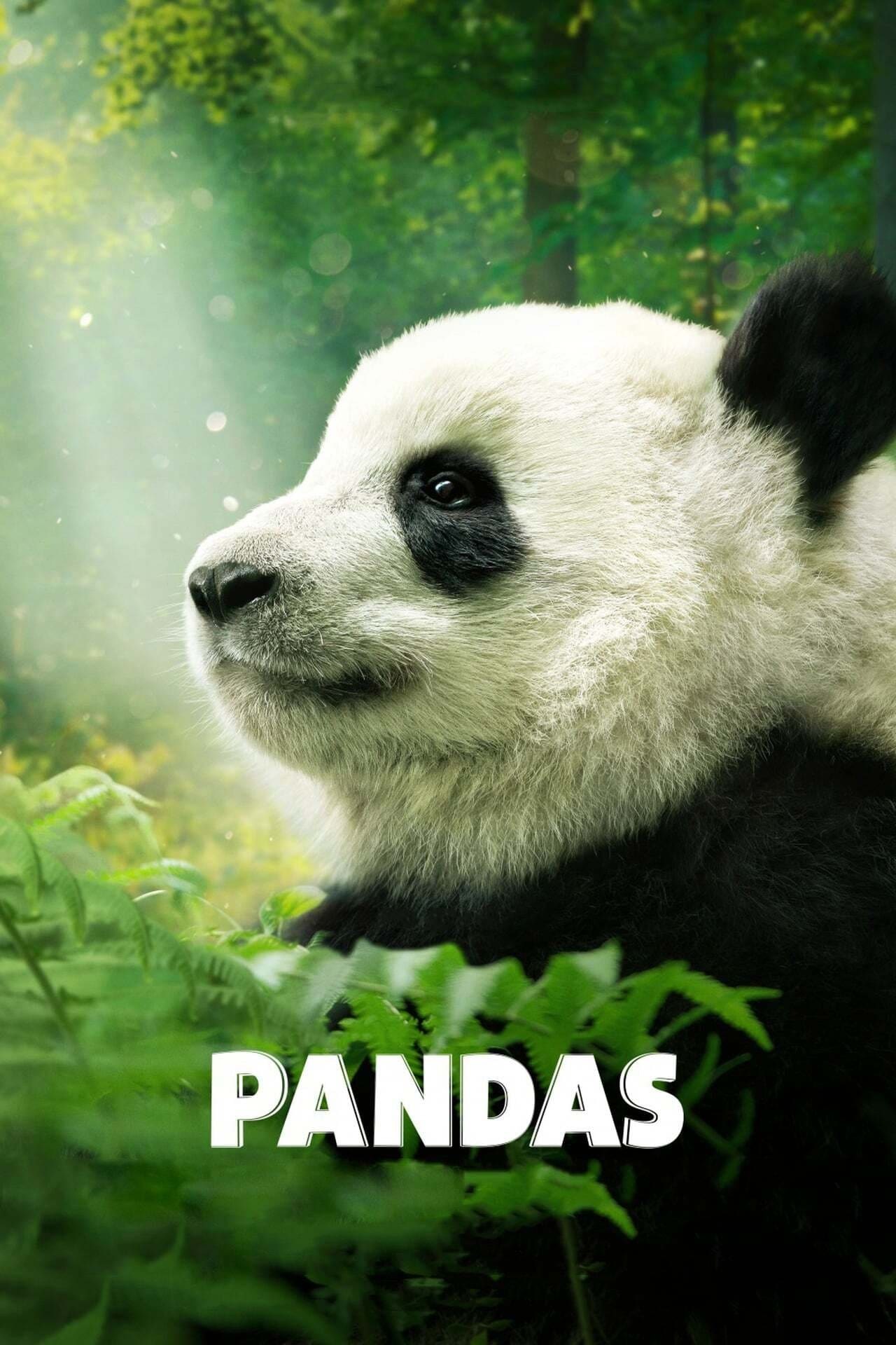 Poster de PANDAS en inglés