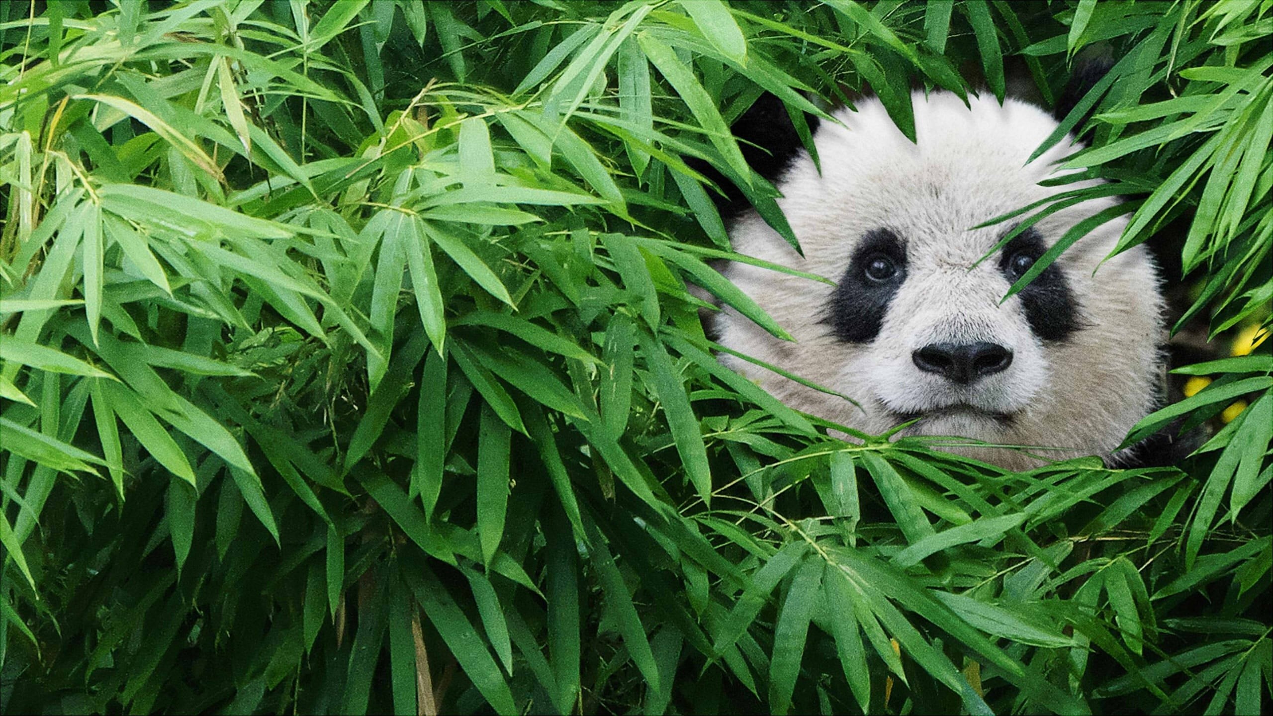 Foto de PANDAS