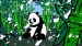 The Pandas