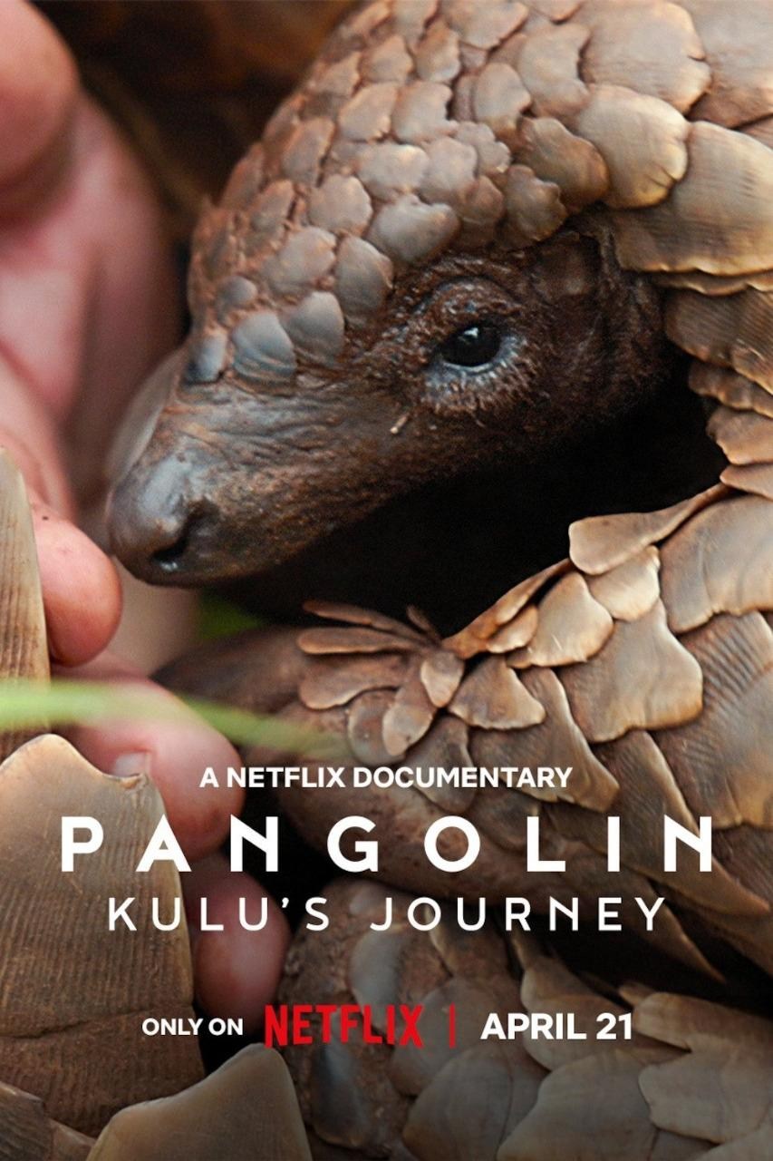 Poster de PANGOLÍN: EL VIAJE DE KULU en inglés