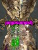Pegasomosh