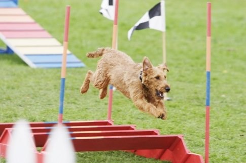 Foto de PERRO AL RESCATE
