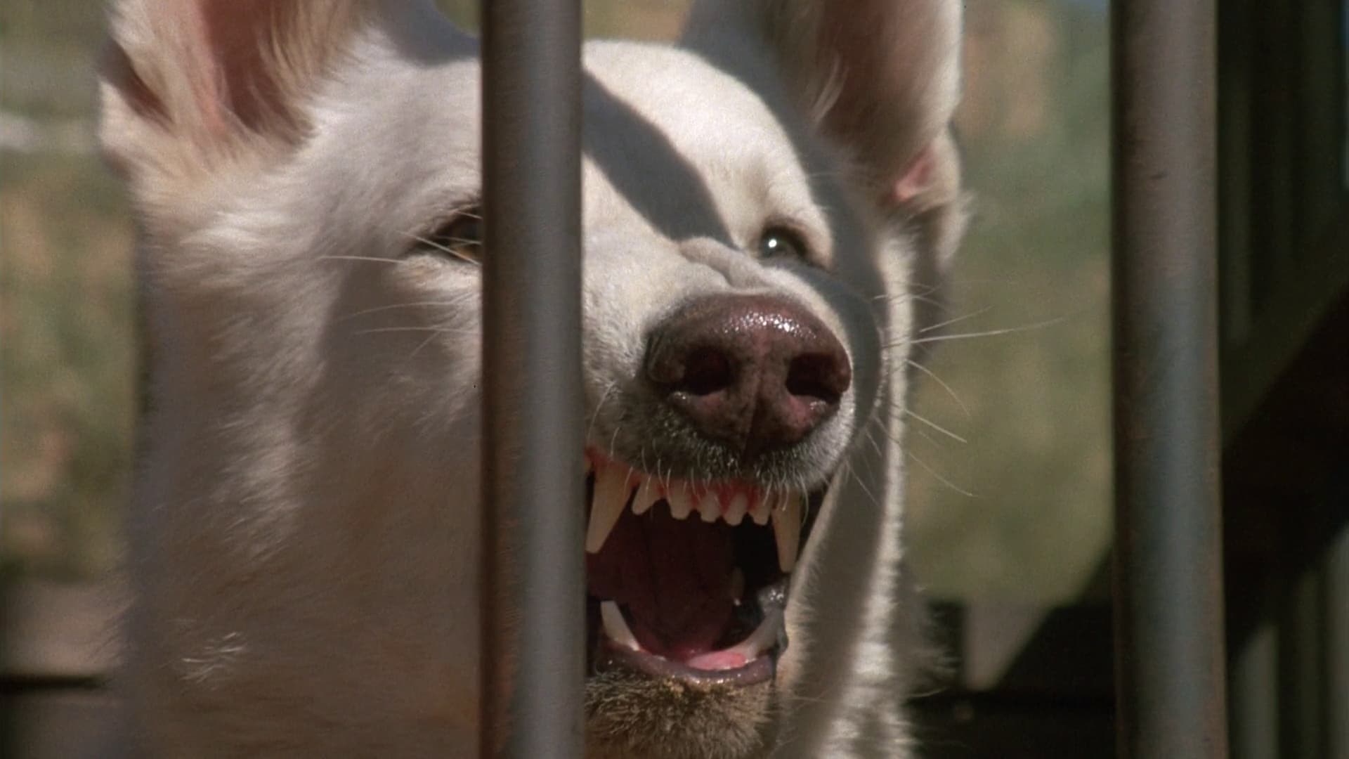 Foto de PERRO BLANCO