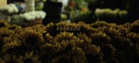 Petalos