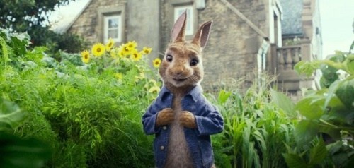 Foto de PETER RABBIT