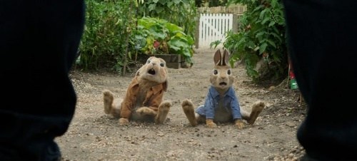 Foto de PETER RABBIT