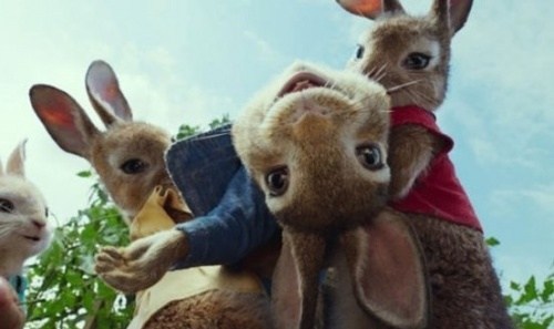 Foto de PETER RABBIT