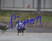 Pigeon