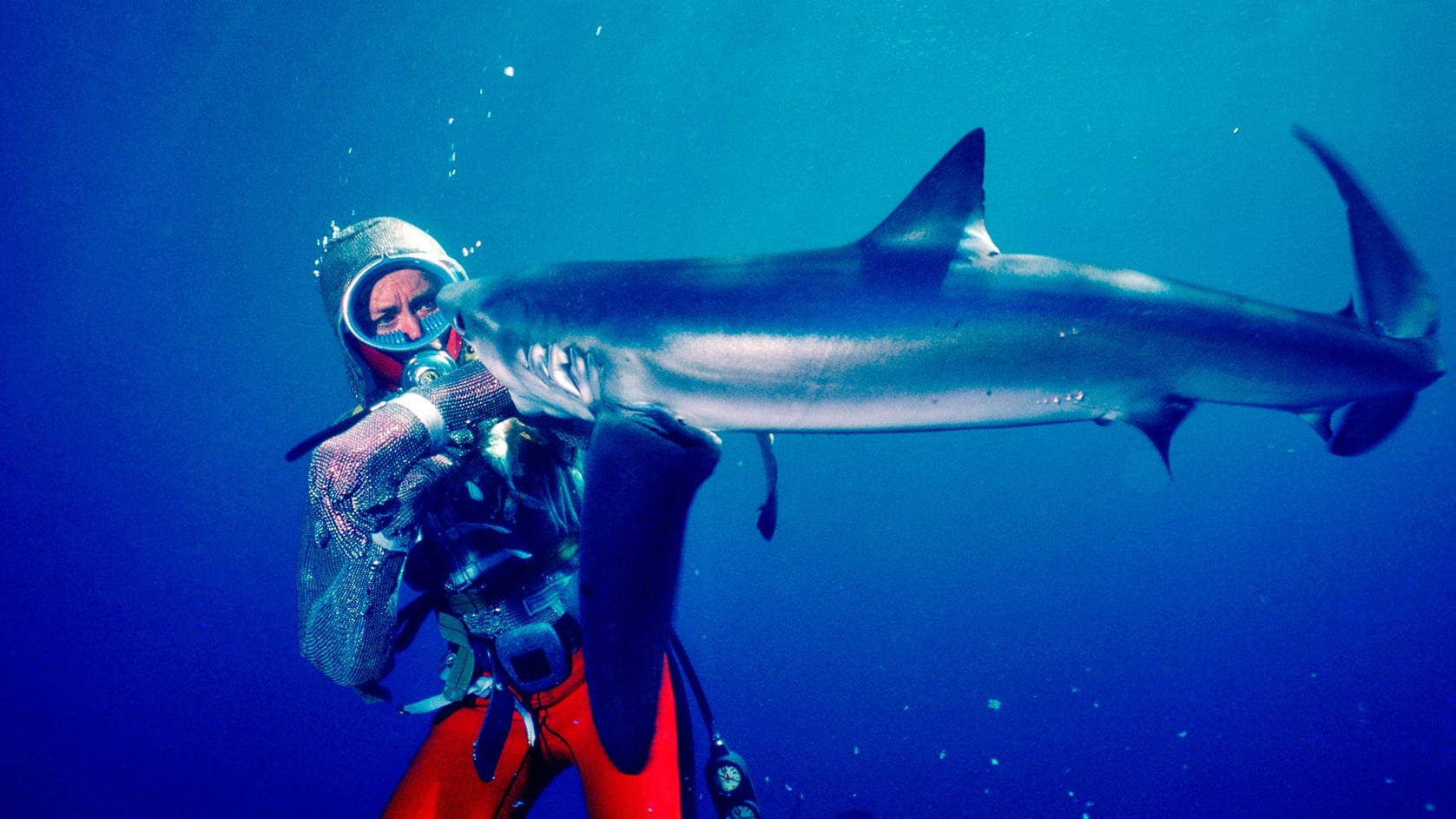 Foto de PLAYING WITH SHARKS: THE VALERIE TAYLOR STORY