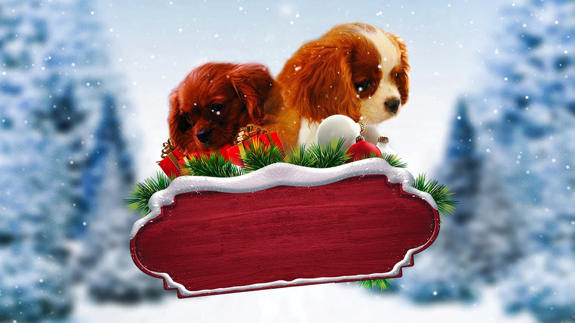 Foto de PROJECT: PUPPIES FOR CHRISTMAS