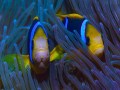 Foto de Protecting Paradise: The Story of Niue