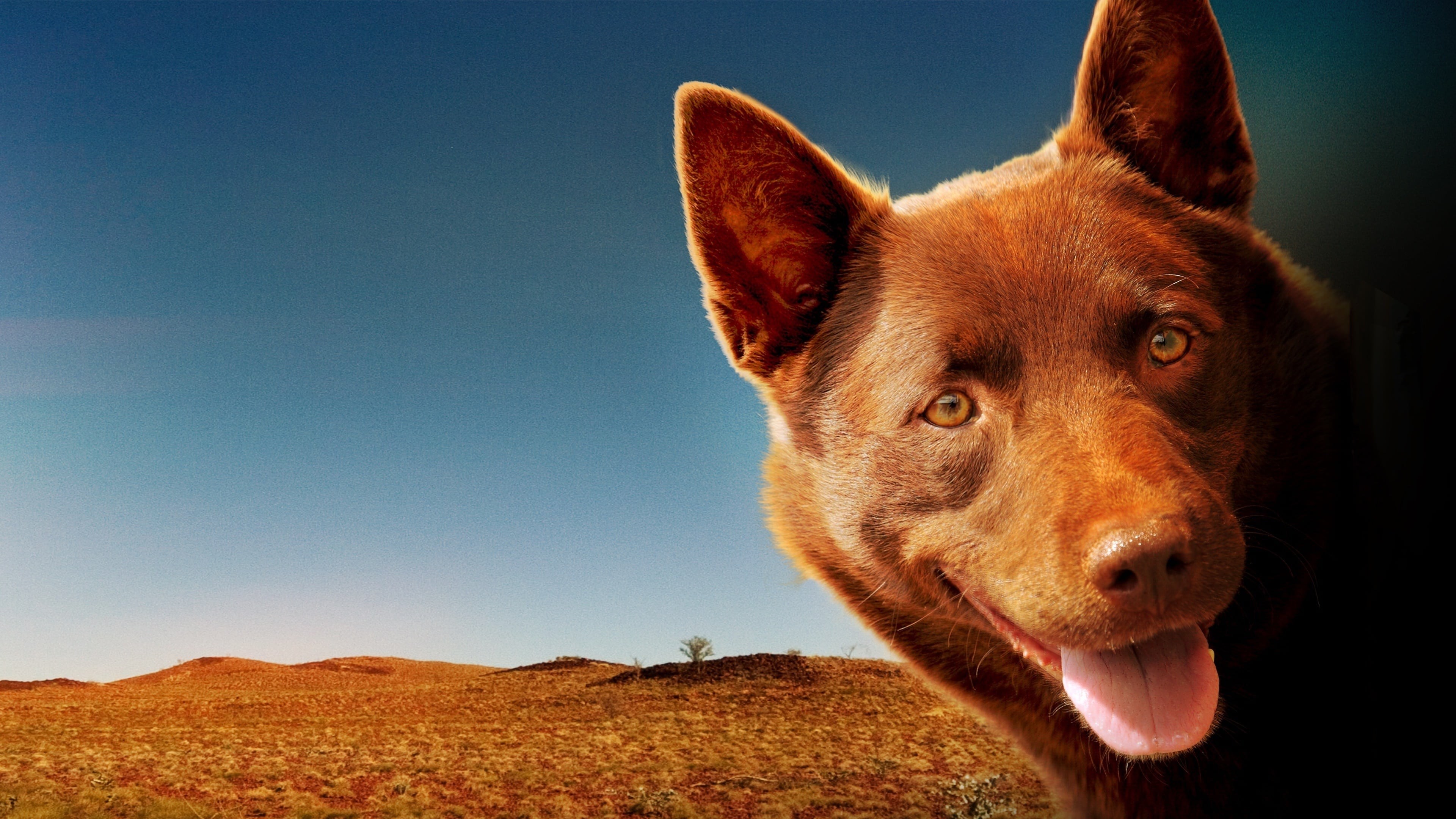 Foto de RED DOG