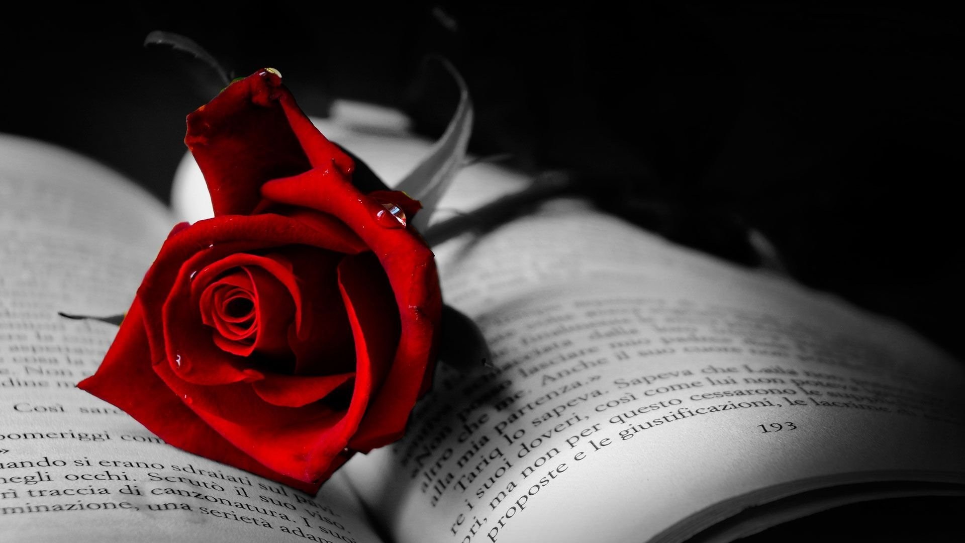 Foto de RED ROSE