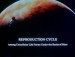 Reproduction Cycle Among Unicellular Life Forms Under the Rocks of Mars