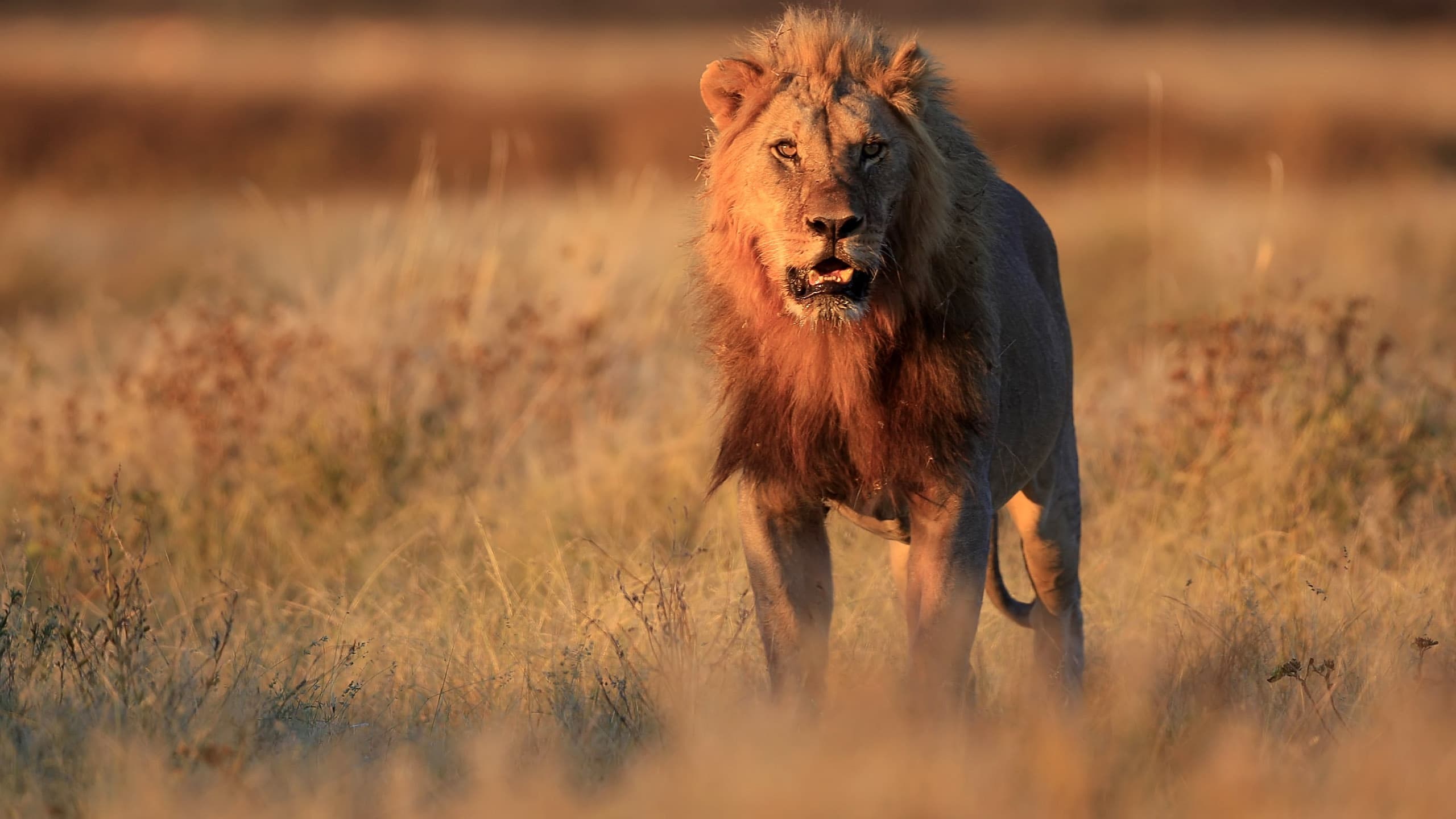 Foto de SAFARI SANGRIENTO