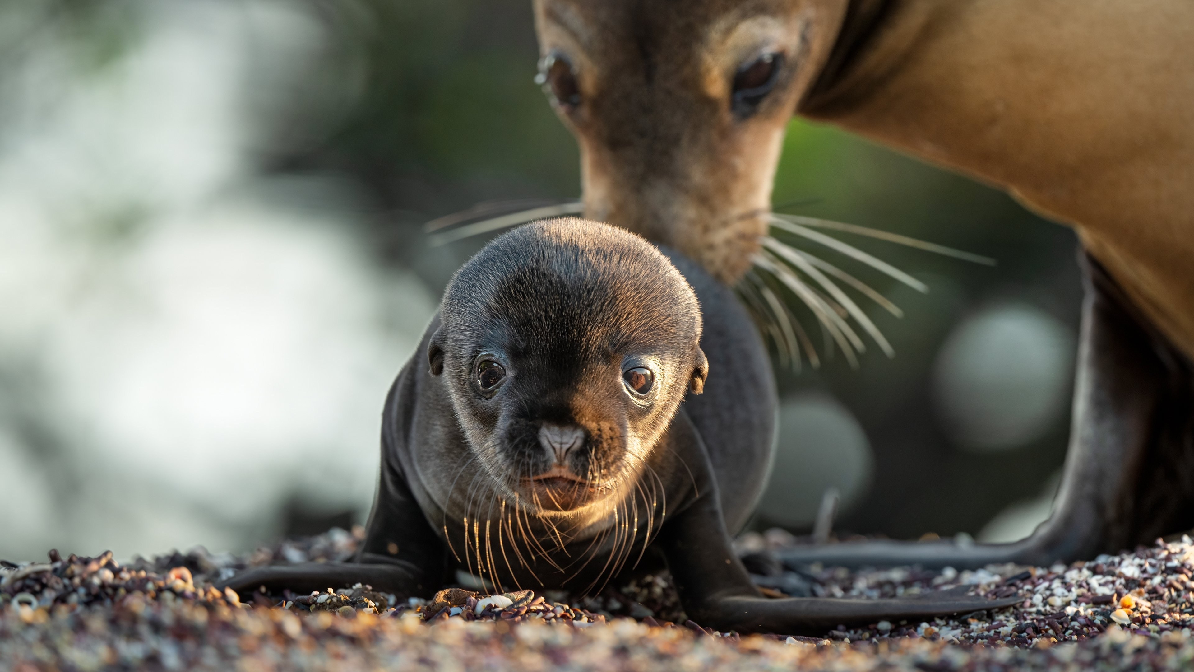 Foto de SEA LIONS OF THE GALAPAGOS