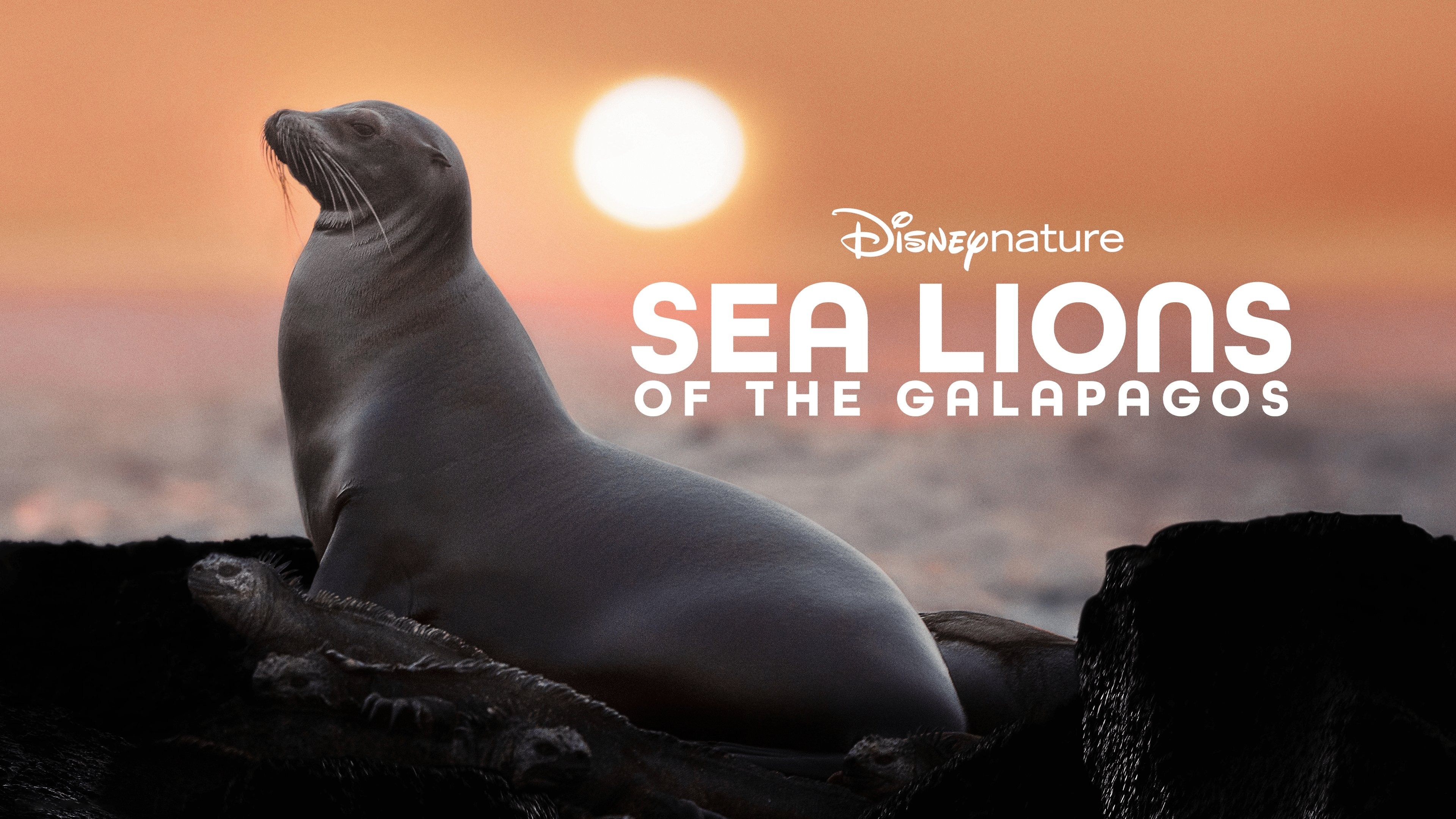 Foto de SEA LIONS OF THE GALAPAGOS