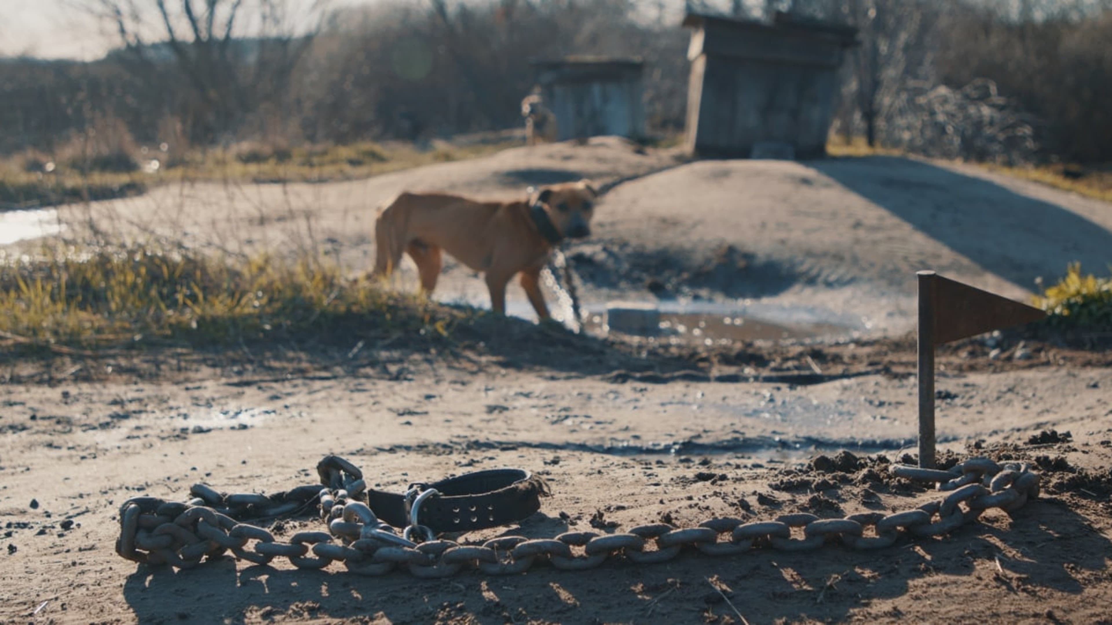 Foto de SEARCHING FOR NIKA