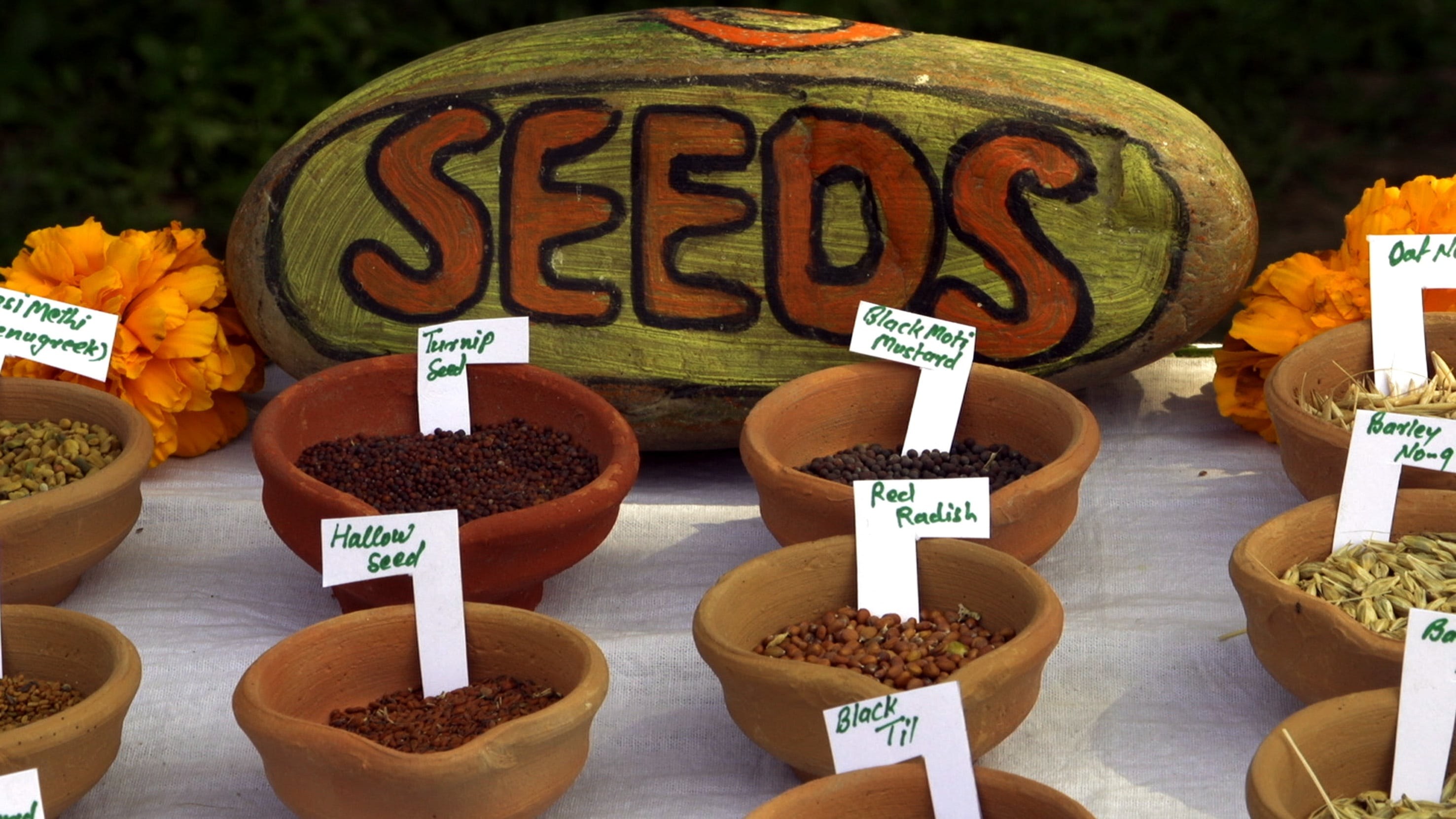 Foto de SEED: THE UNTOLD STORY