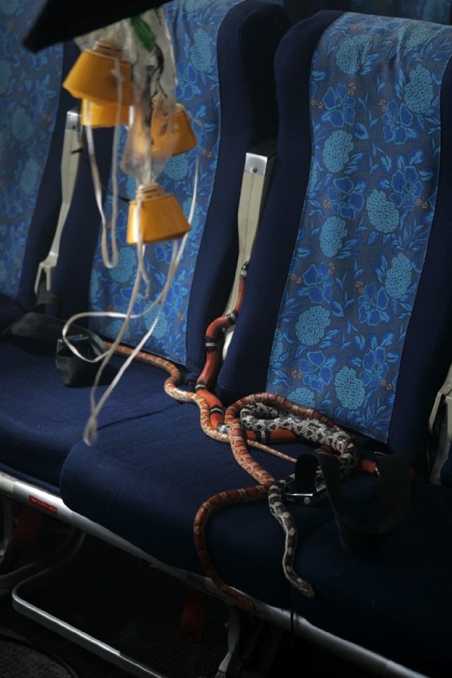 Poster de SERPIENTES EN EL AVIÓN