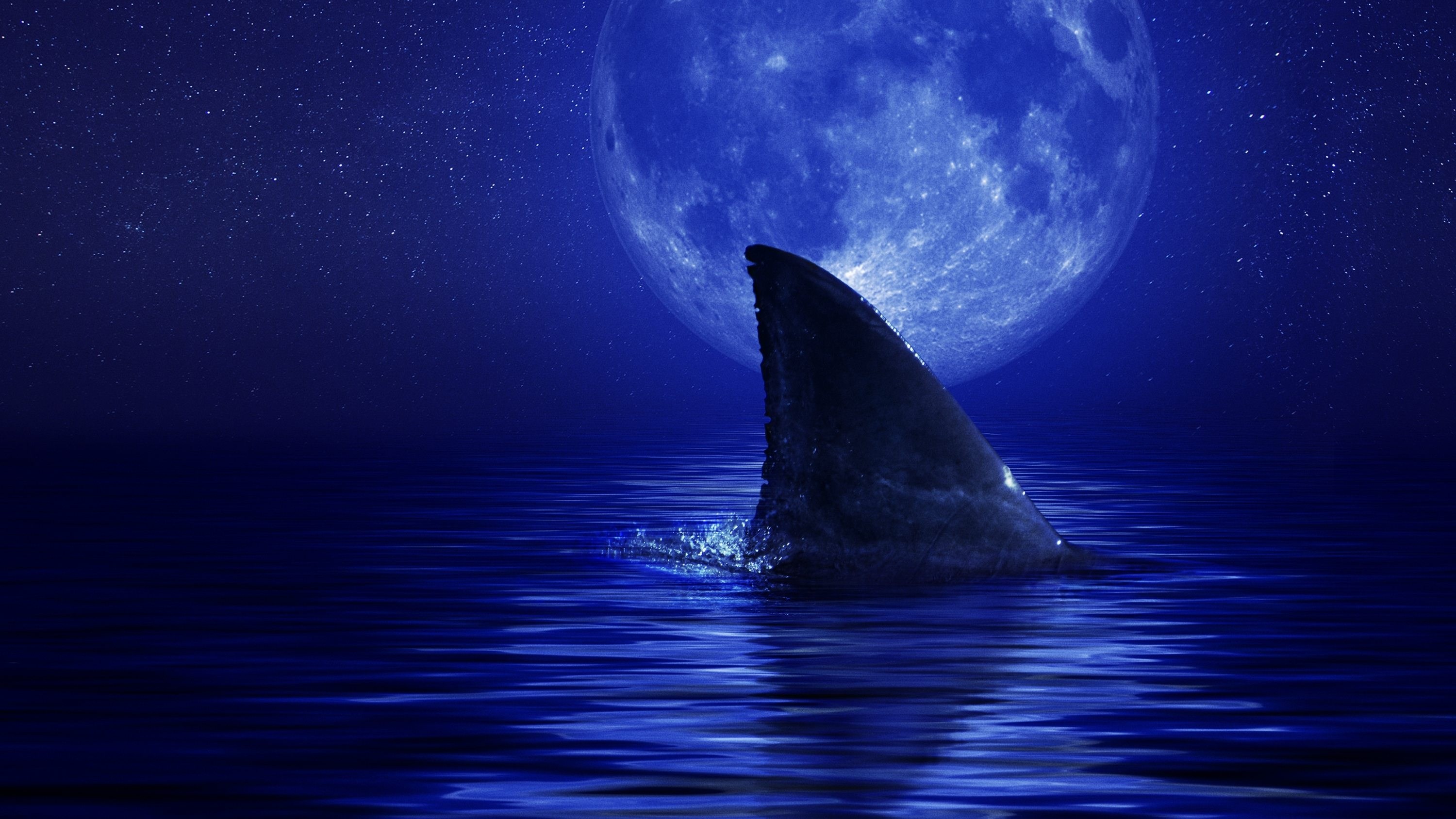 Foto de SHARK SIDE OF THE MOON