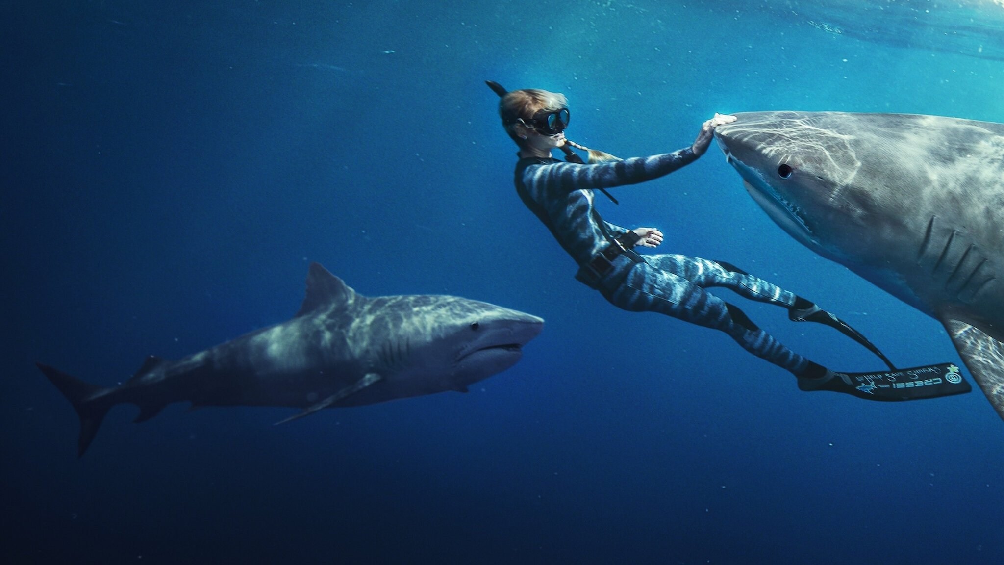 Foto de SHARK WHISPERER